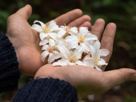 2026油桐花季｜精選北部10大賞桐景點，油桐花即時花況、花期預測！搭捷運就能到、賞花行程一次看